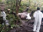 Gajah Mati di Pemukiman Warga Setelah Di Autopsi Ternyata Bunting