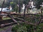 Pohon Tumbang Akibat Hujan Deras di Perkantoran Bupati Langkat